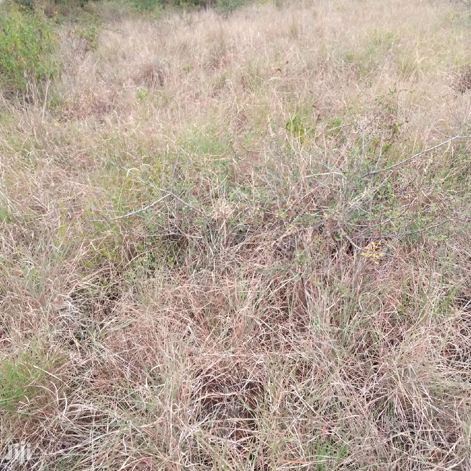 30 Acres Farming Land Lentoko