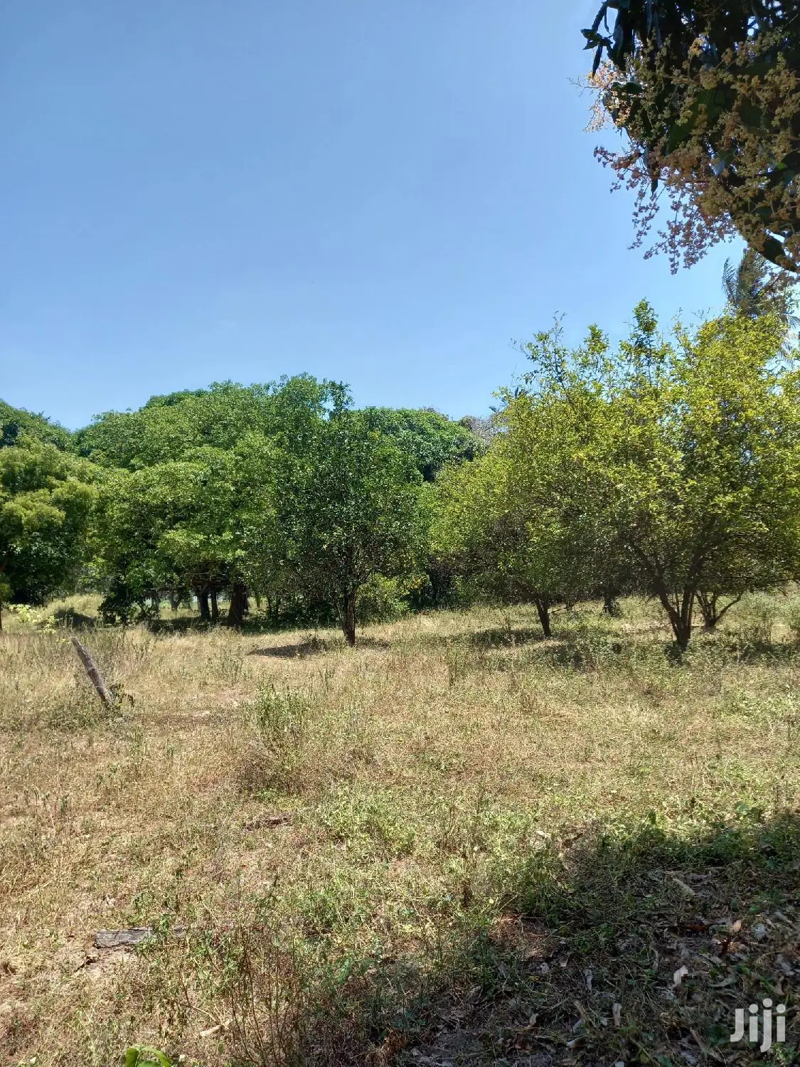 For Sale 5 Acre Agricultural Land Kikambala