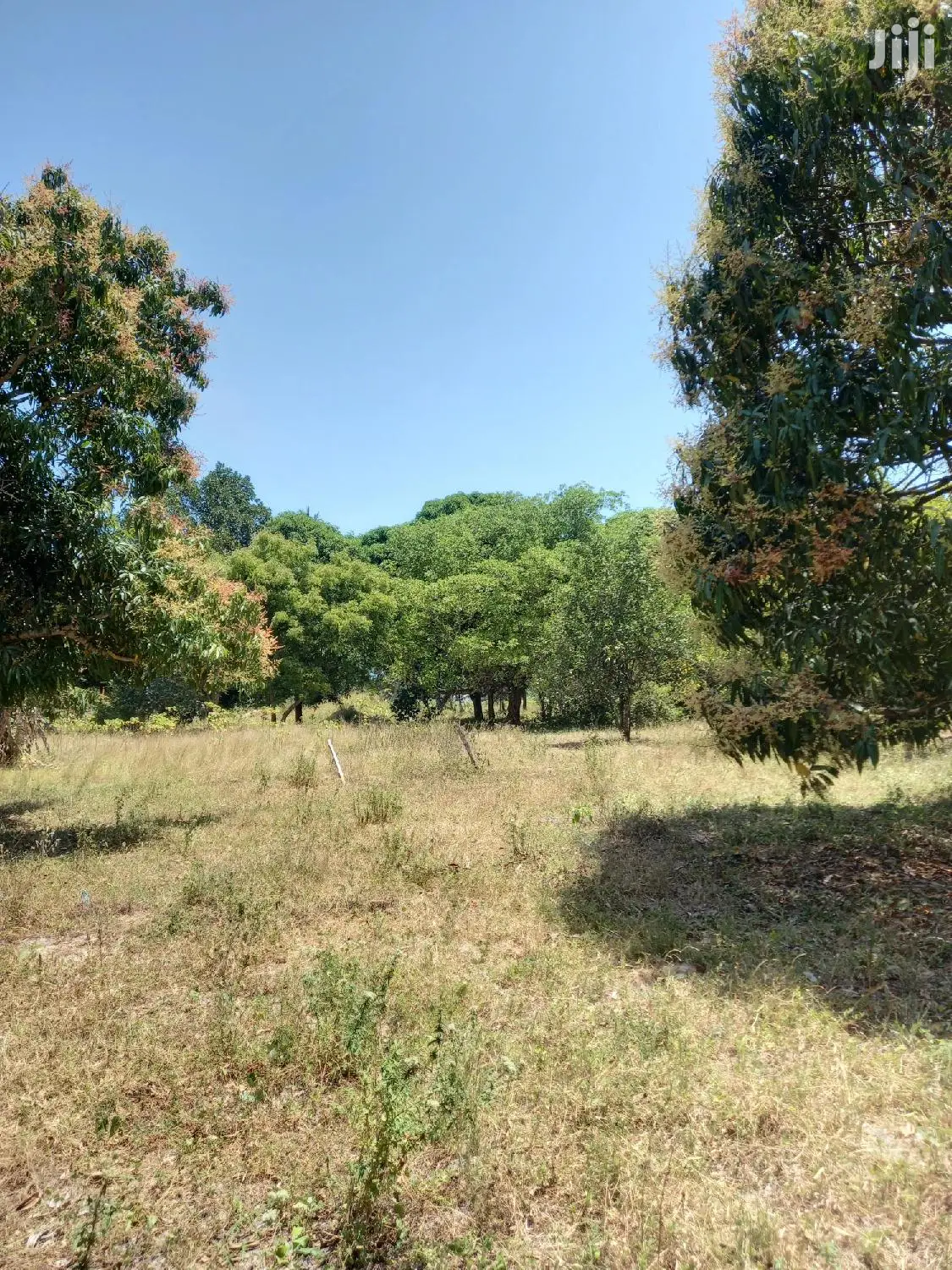 For Sale 5 Acre Agricultural Land Kikambala