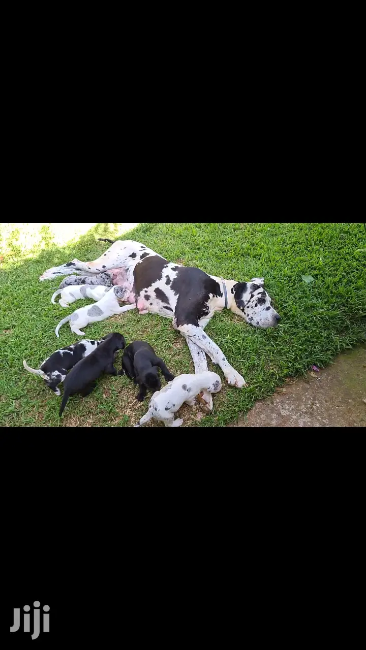 1-3 Month Male Purebred Great Dane
