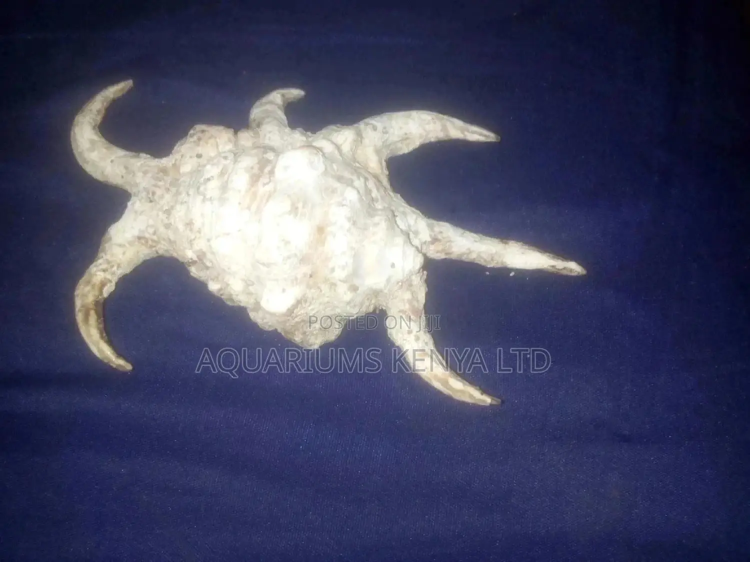 Scorpion Shells