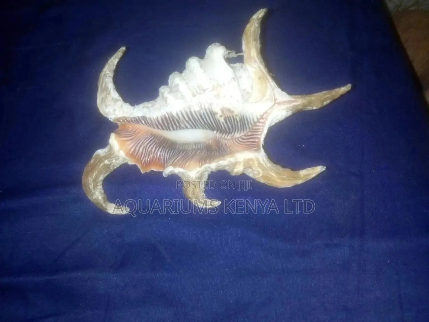 Scorpion Shells