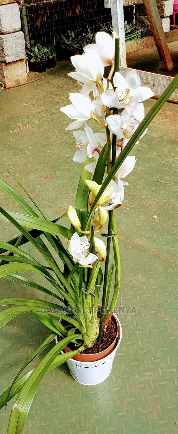 Orchid Flowers for Sale