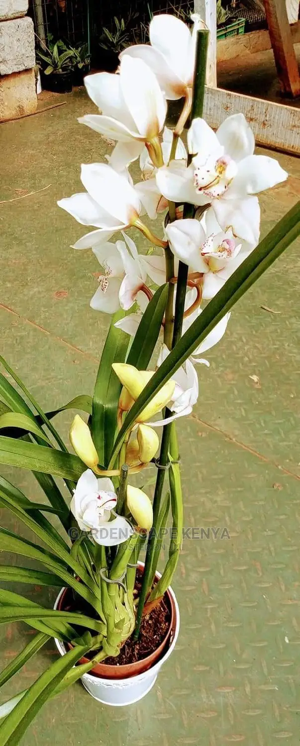 Orchid Flowers for Sale
