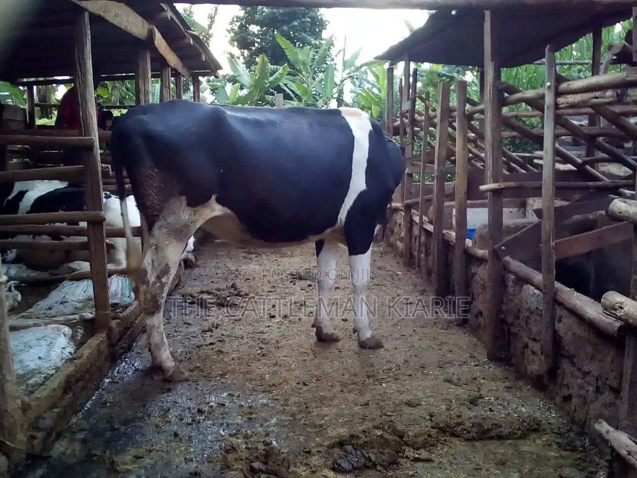7 Months Incalf Heifer