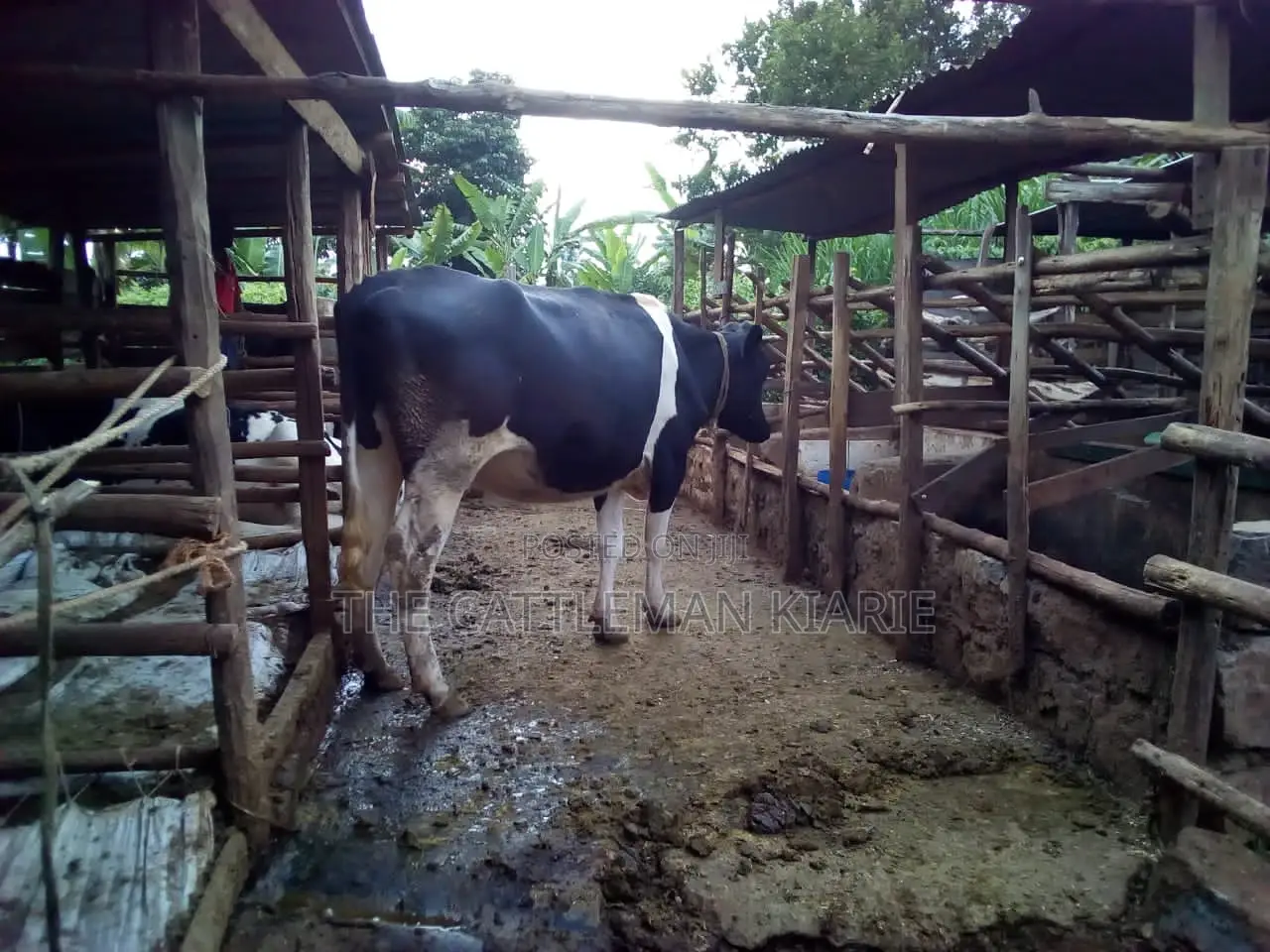 7 Months Incalf Heifer