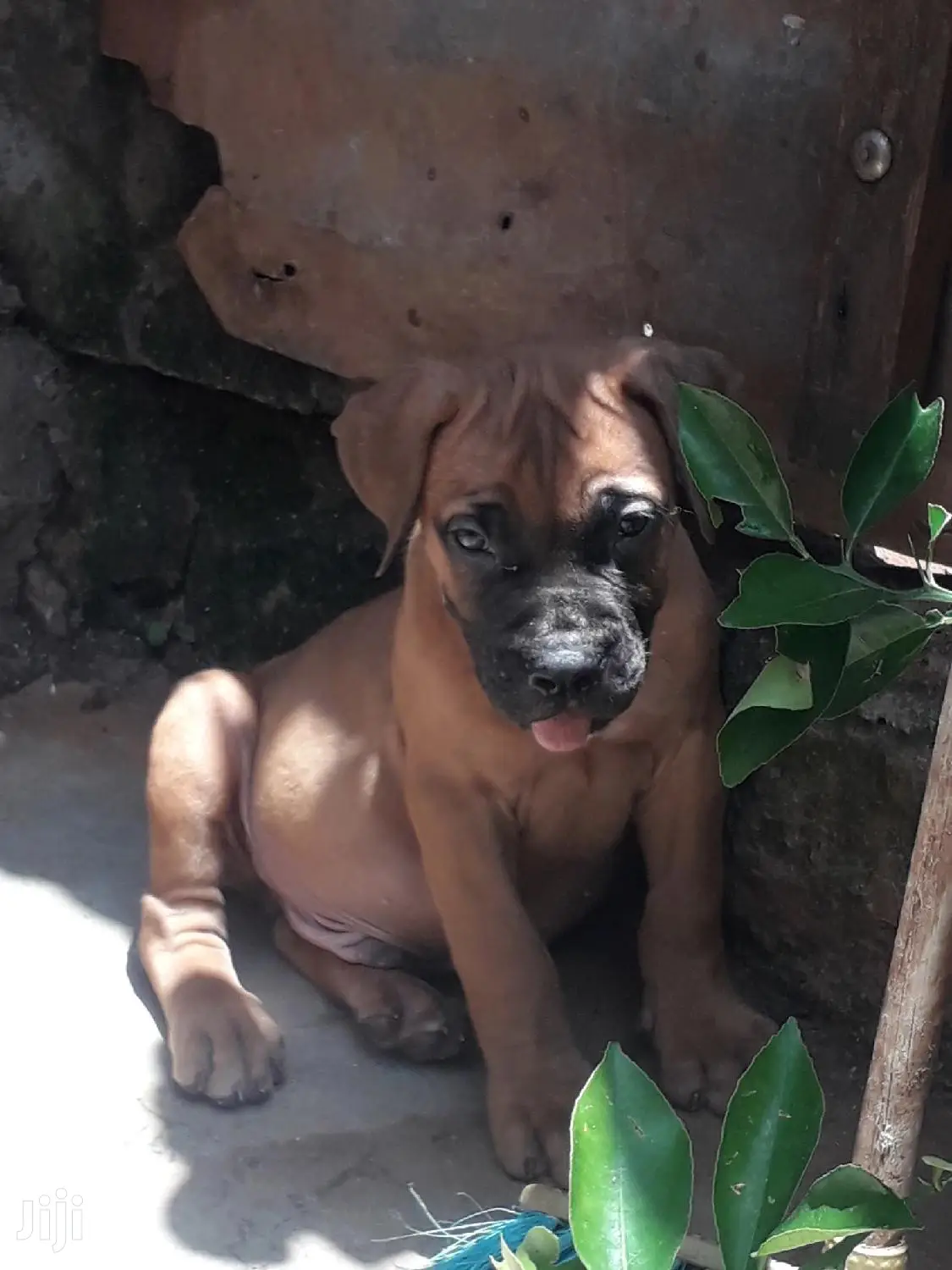 1-3 Month Female Purebred Boerboel
