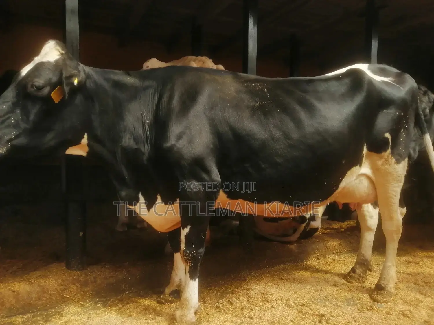 Lactating Pedigrees Cow