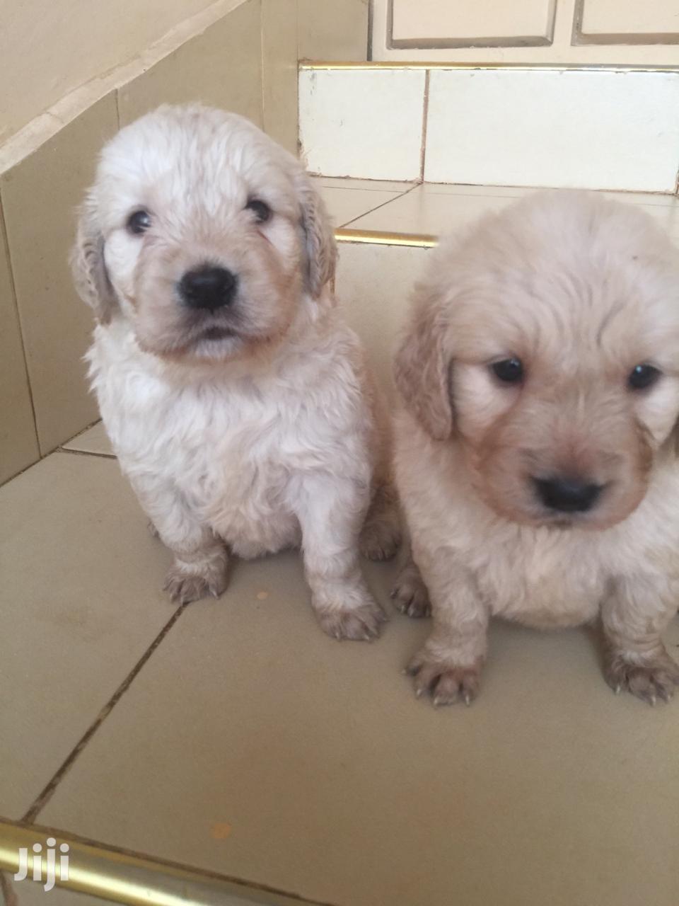 Baby Male Purebred Golden Retriever