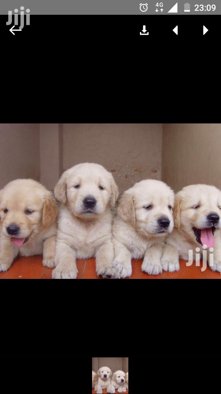 Baby Male Purebred Golden Retriever