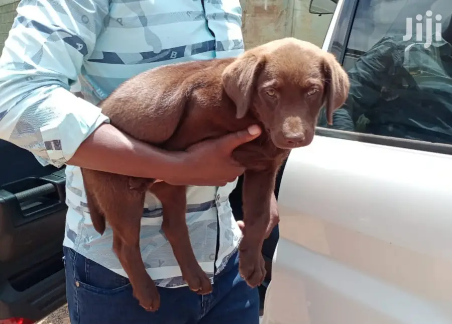 1-3 Month Female Purebred Labrador Retriever