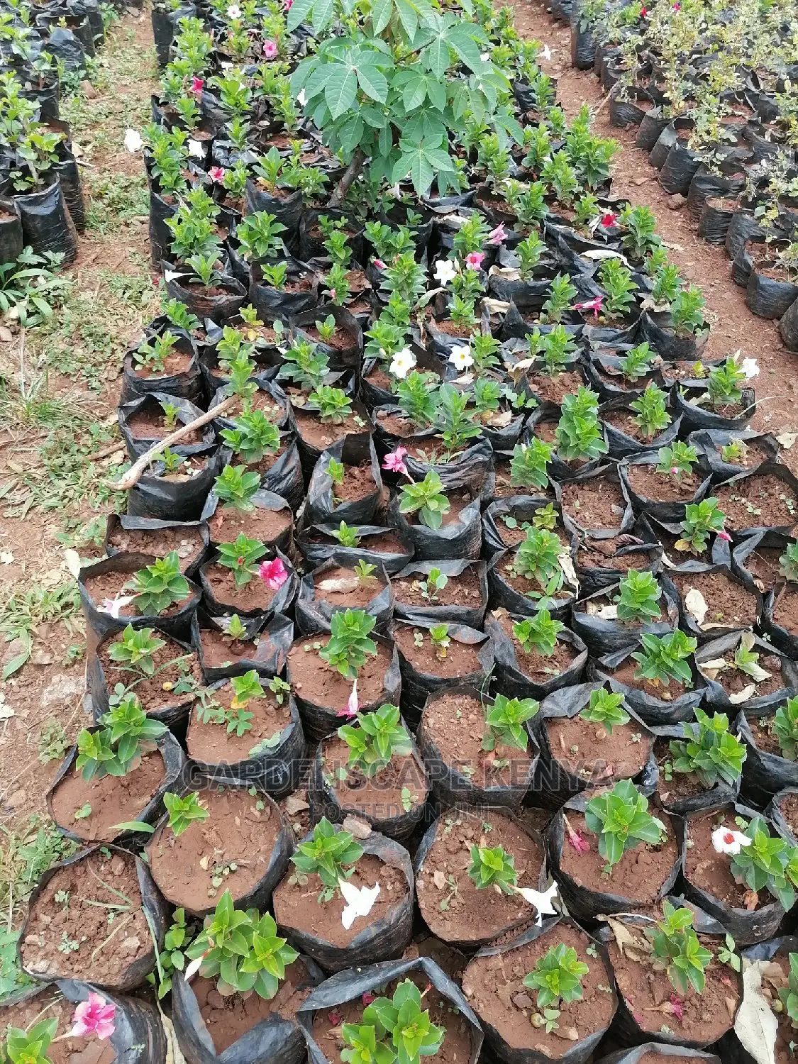 Mandevilla Plants