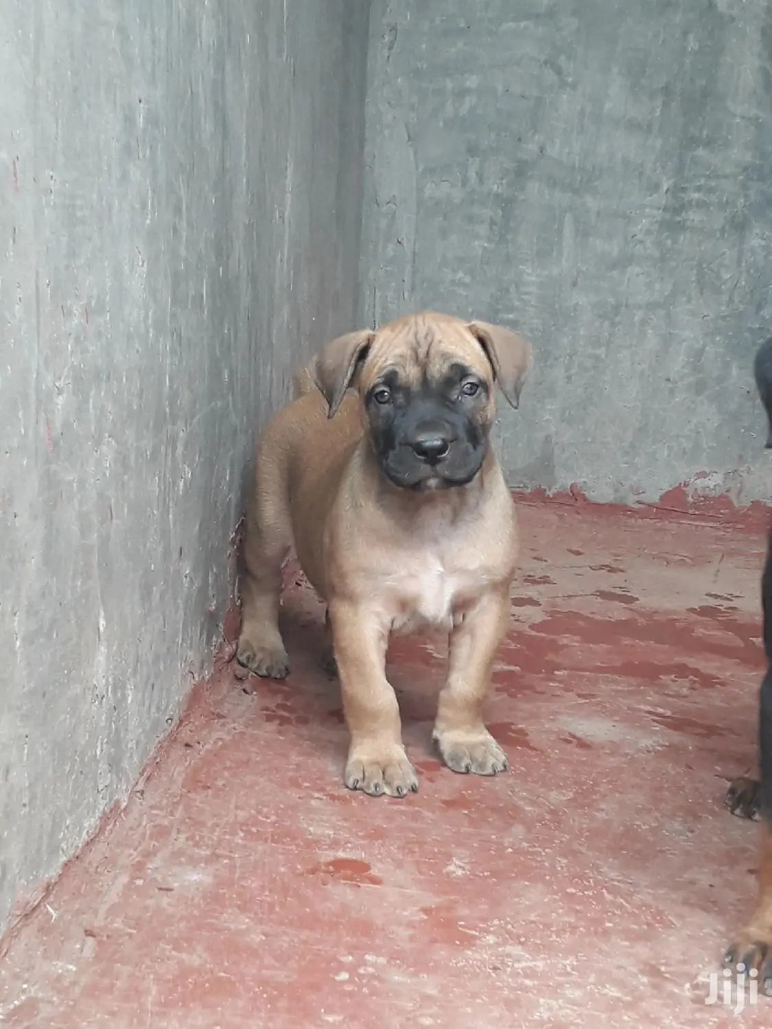 1-3 Month Male Purebred Boerboel
