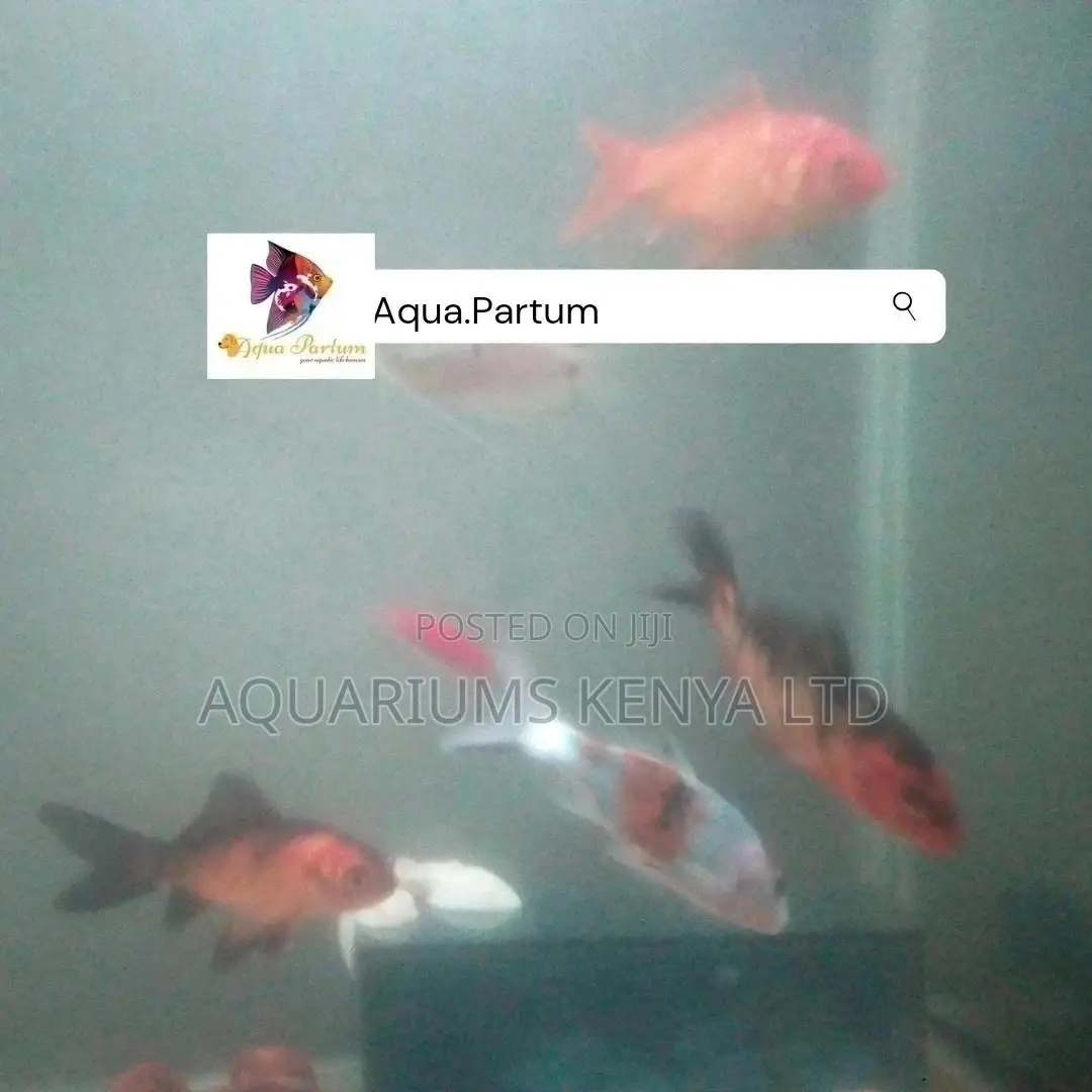 Koi Fish, Aquarium Fish