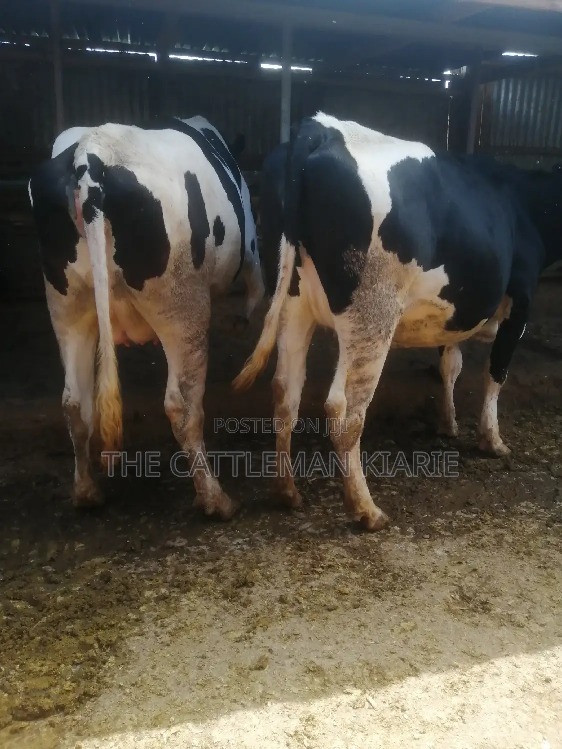Giant Incalf Pedigree Heifers
