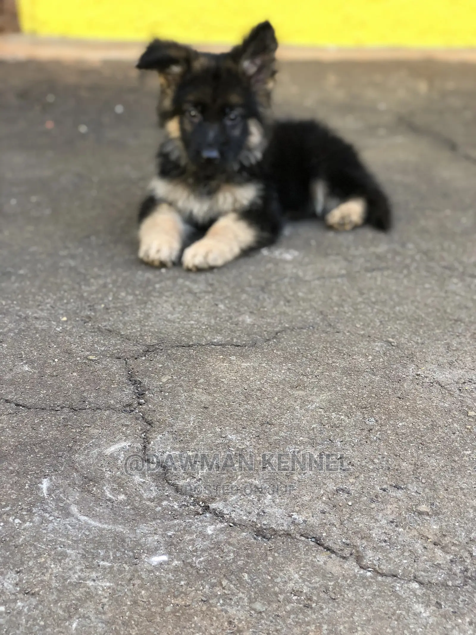 1-3 Month Male Purebred German Shepherd