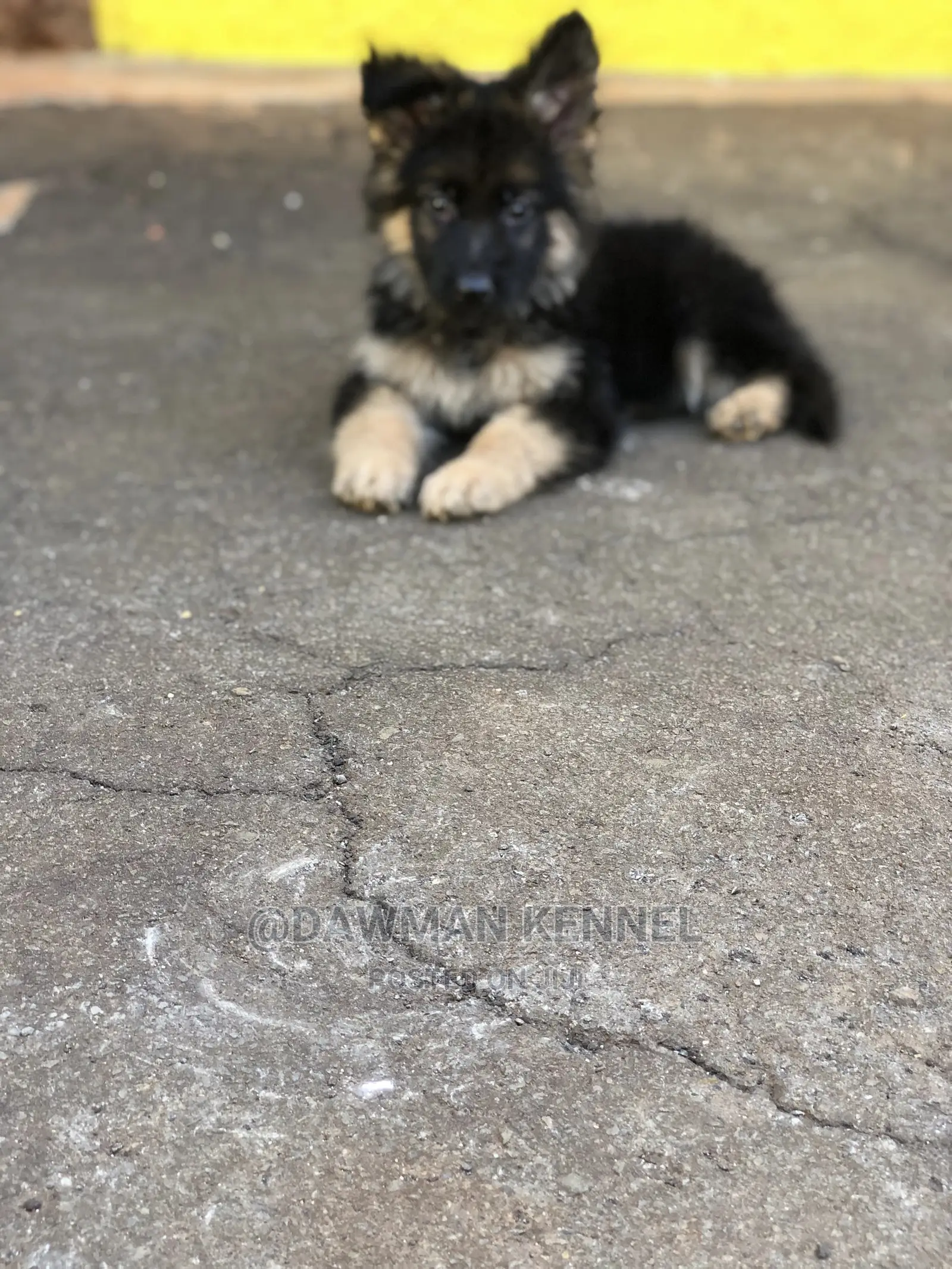 1-3 Month Male Purebred German Shepherd