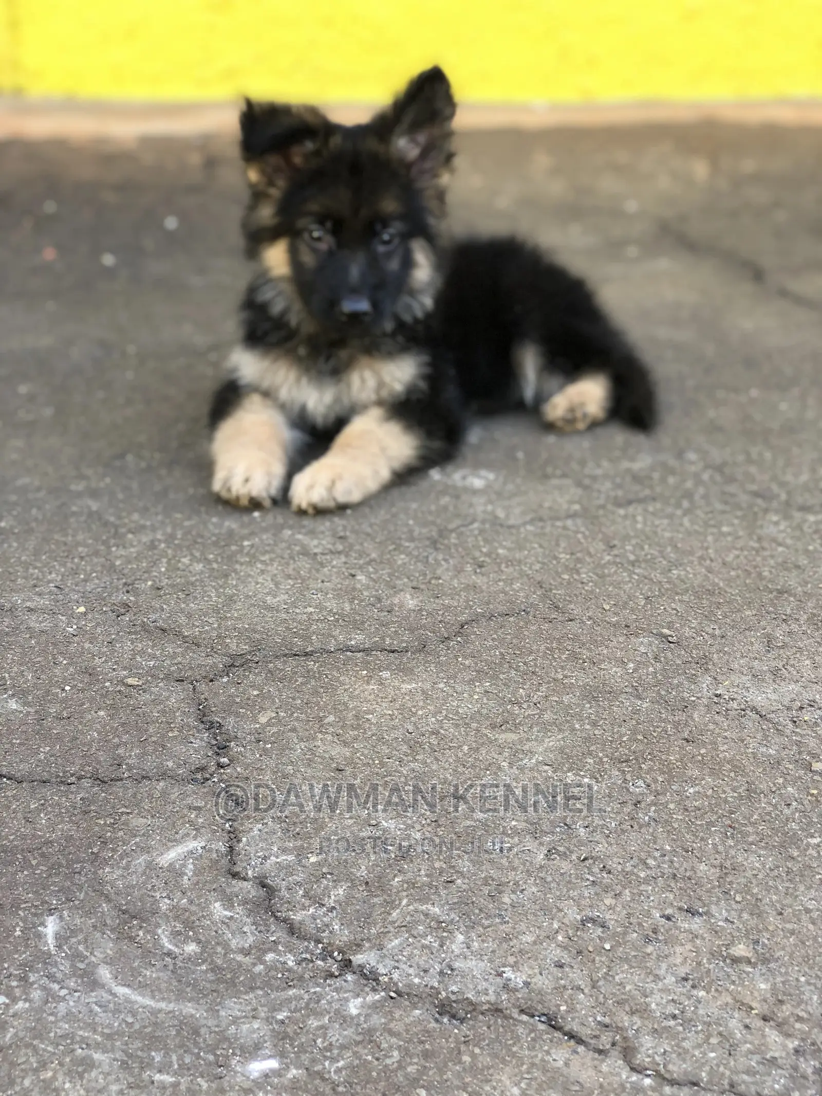 1-3 Month Male Purebred German Shepherd