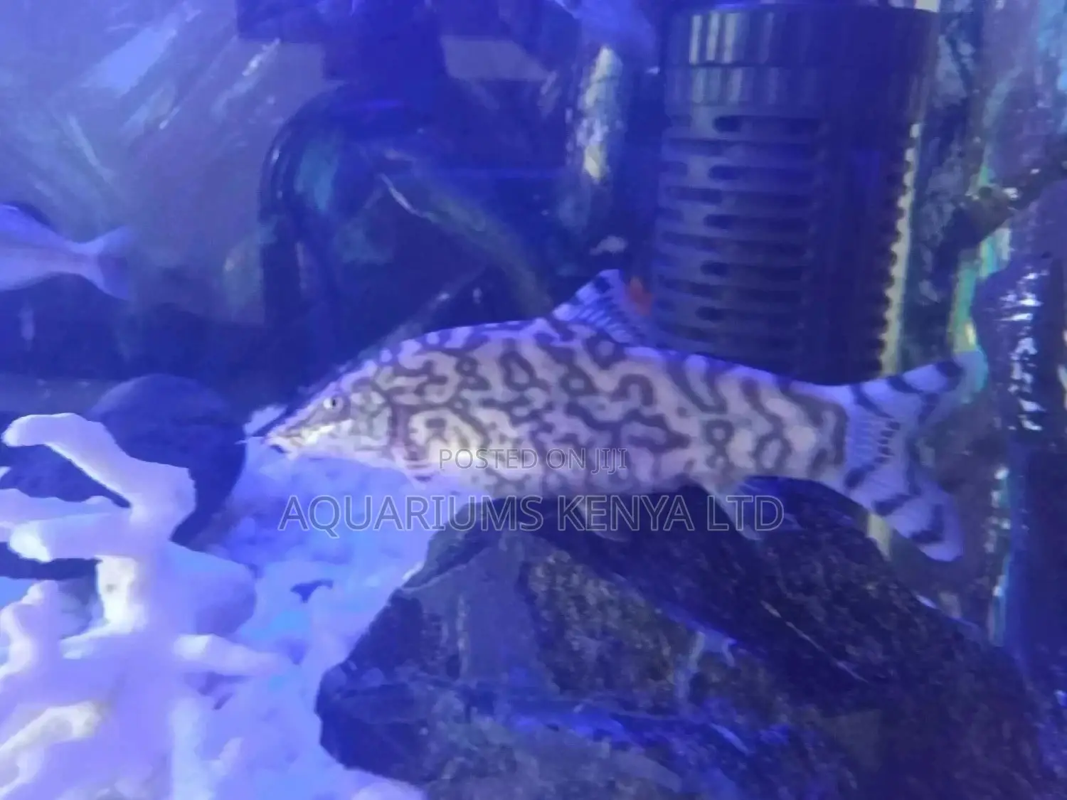 Yoyo Loach ,Colouful Aquarium Fish