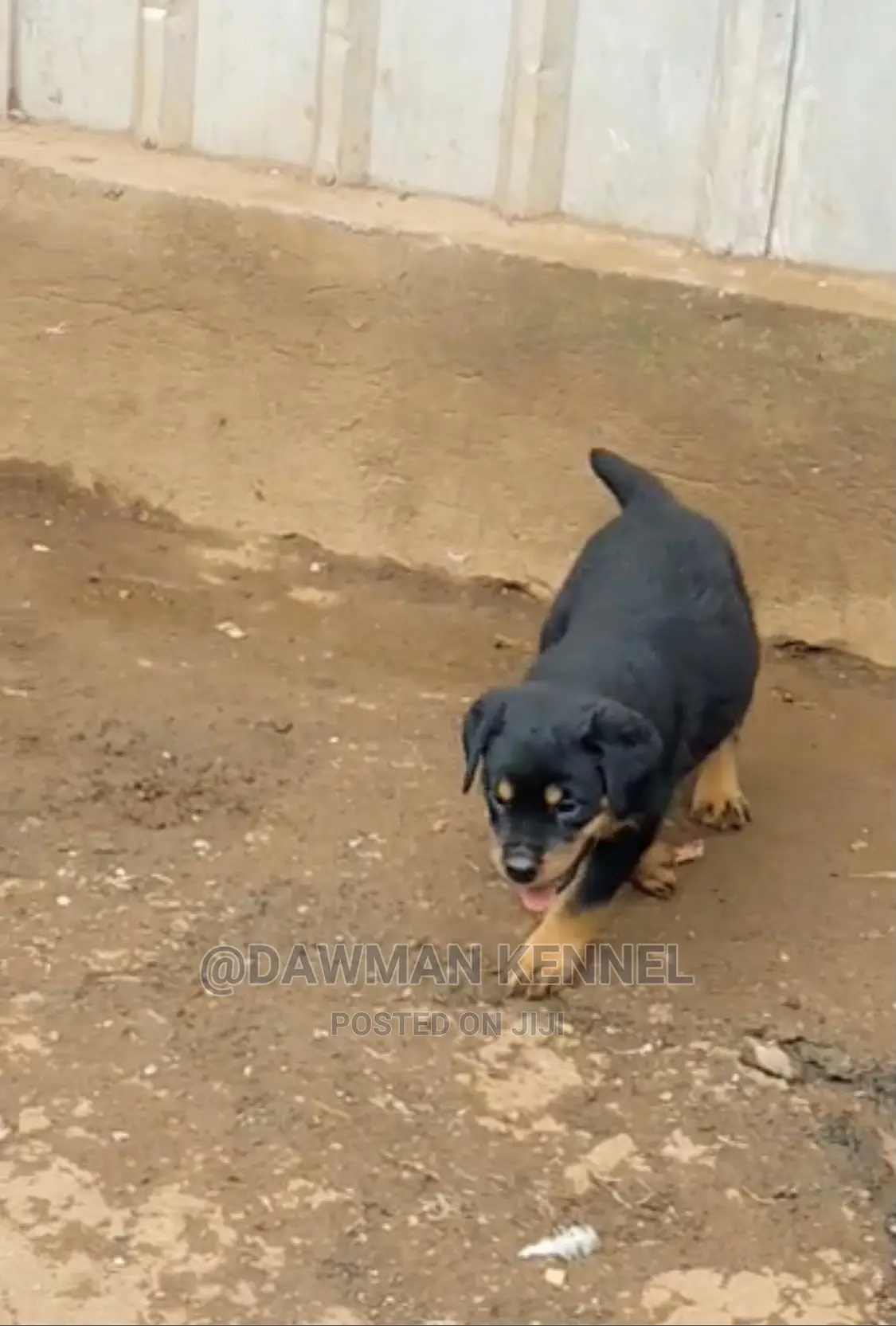 1-3 Month Male Purebred Rottweiler