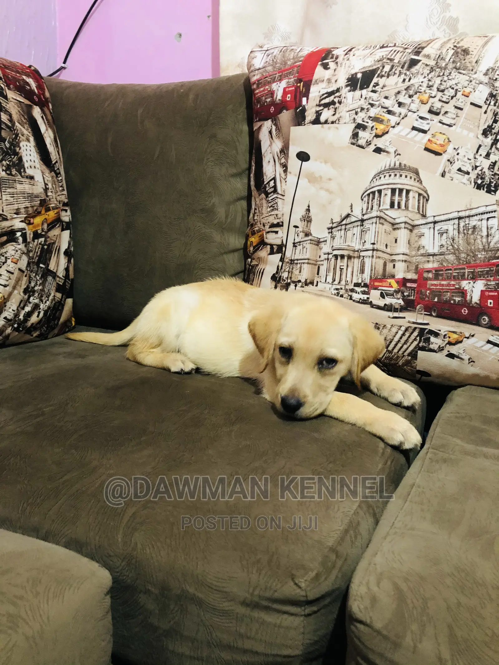 1-3 Month Male Purebred Labrador Retriever