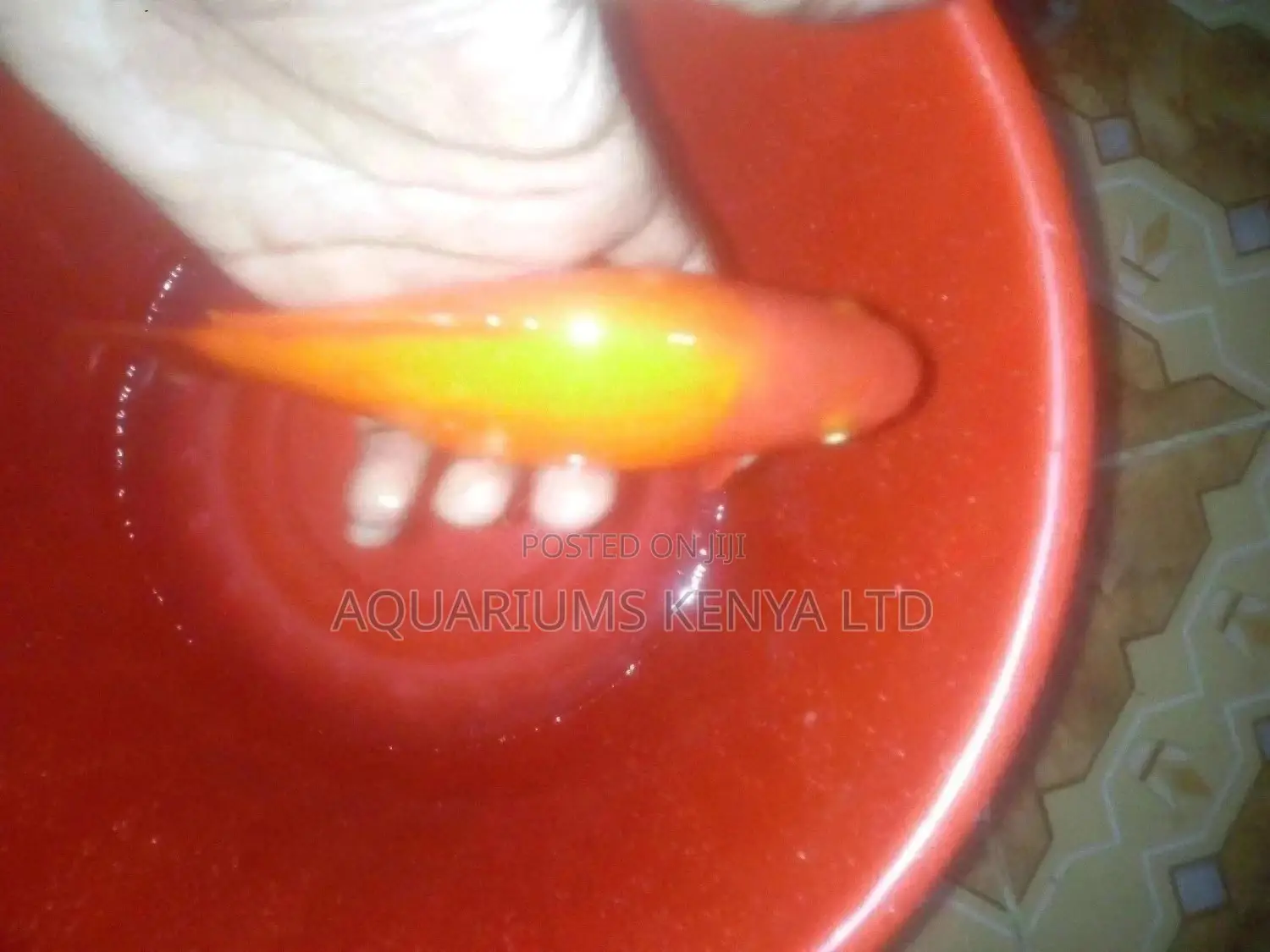 Gold Fish, Aquarium Fish