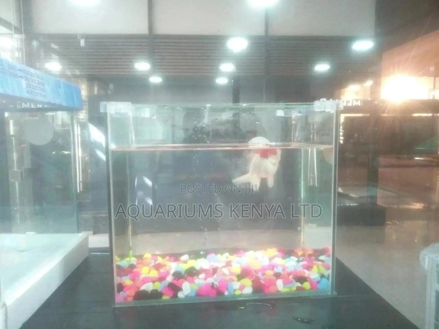 Red Cup Goldfish , Aquarium Fish
