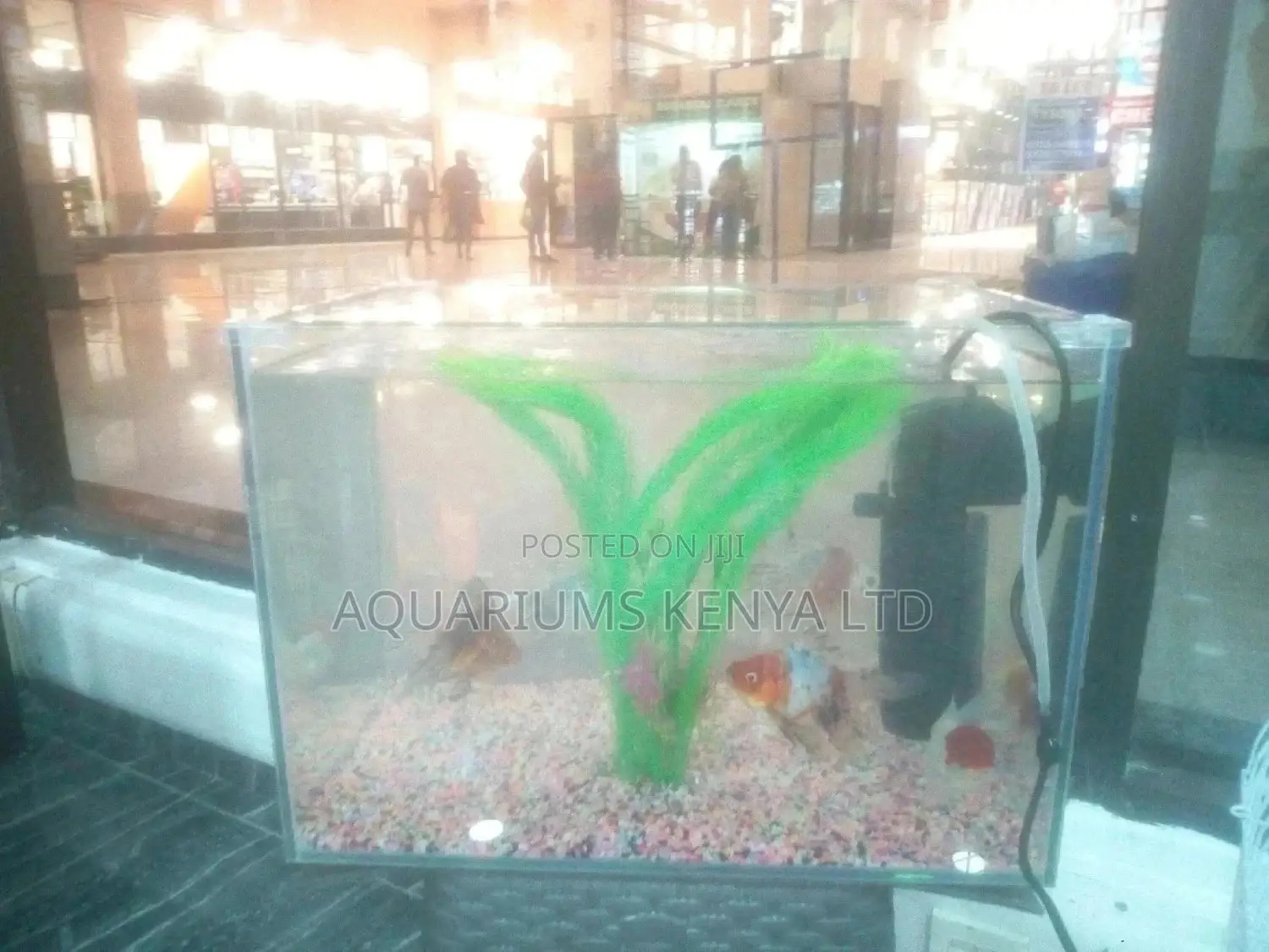 Calico Funtail Goldfish, Aquarium Fish