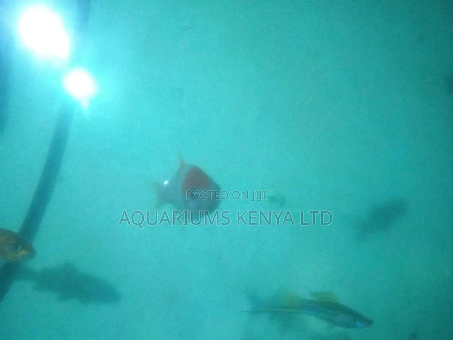 Shubunkin, Aquarium Fish