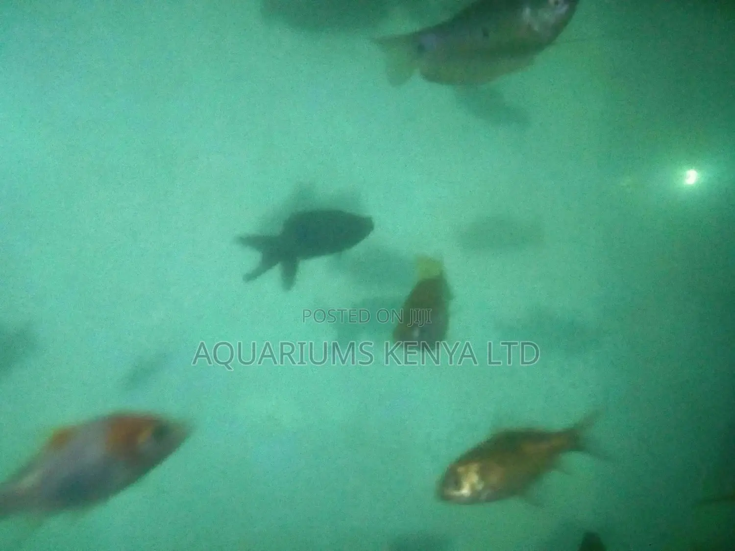 Beauty in Aquarium Fish