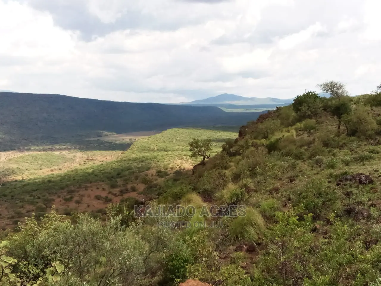 Scenic 113 Acres Olmeroi(Saikeri)