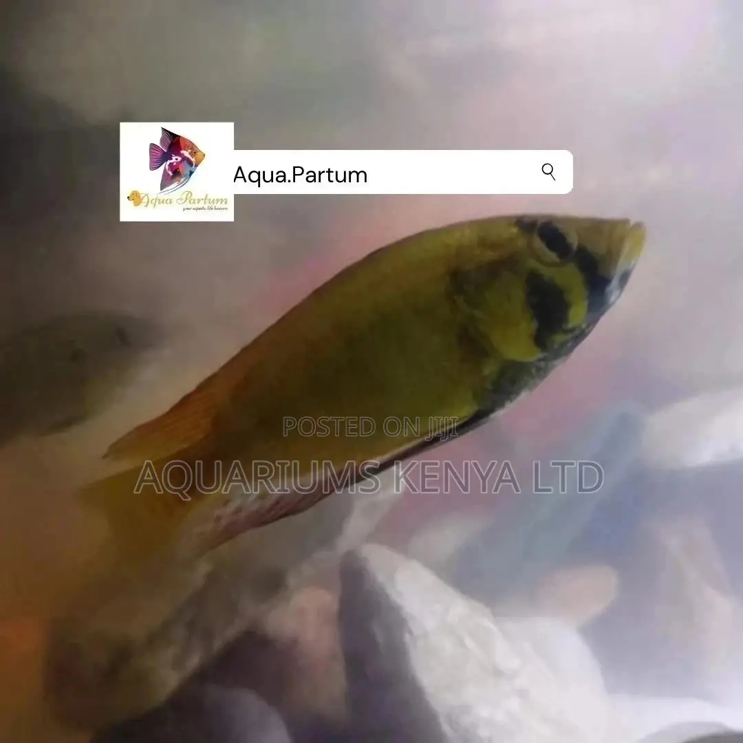 Cichlids Yellow Mouthbroader, Aquarium Fish