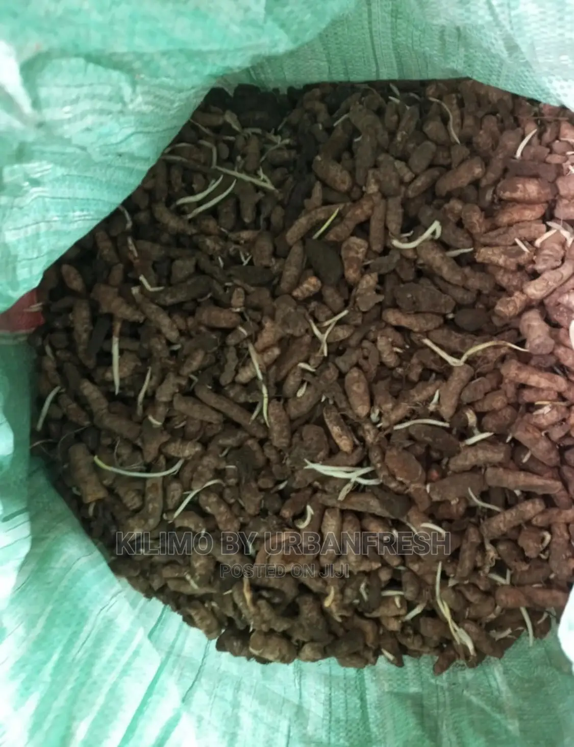 Tumeric Rhizome Seedlings MOQ 5.