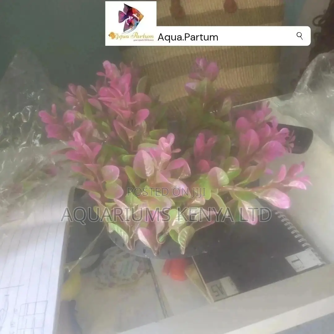Aquarium Flowers, Accessories