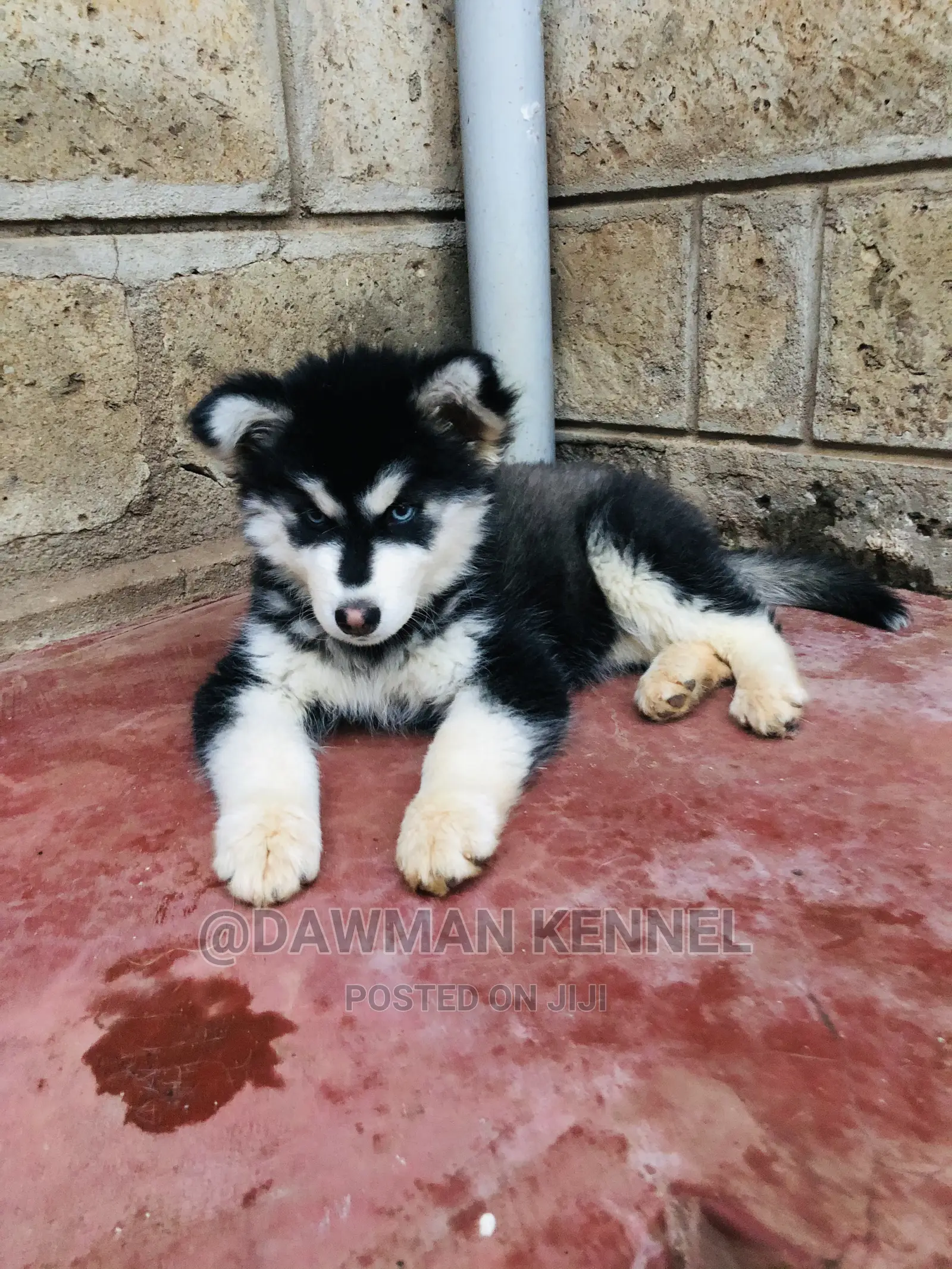 1-3 Month Female Purebred Siberian Husky