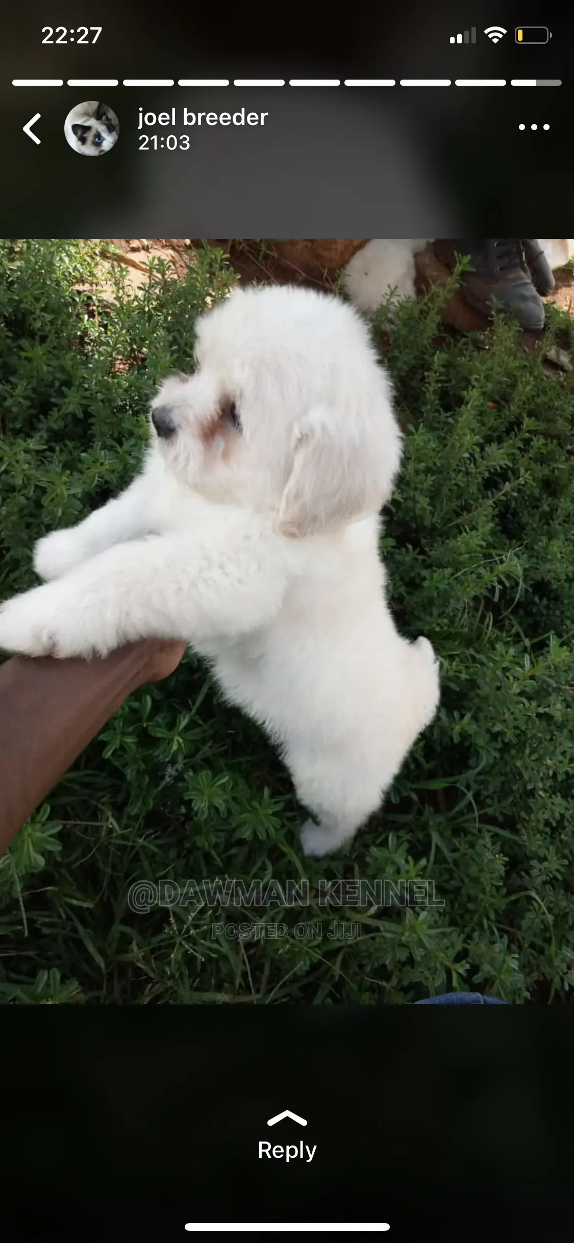 0-1 Month Male Purebred Maltese