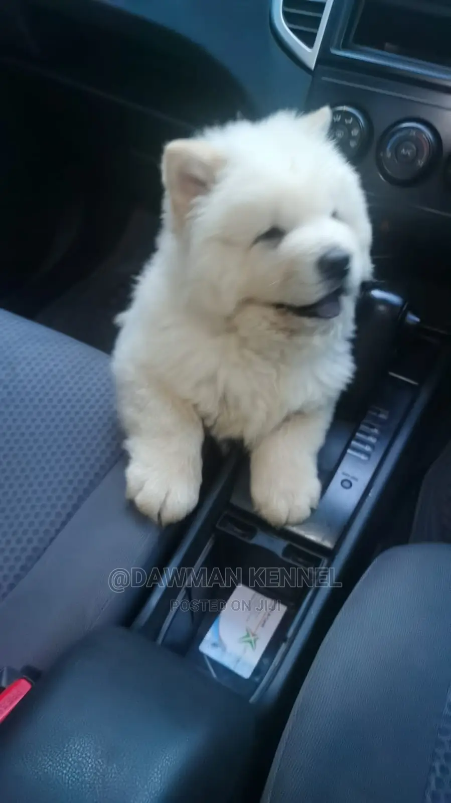 1-3 Month Male Purebred Chow Chow