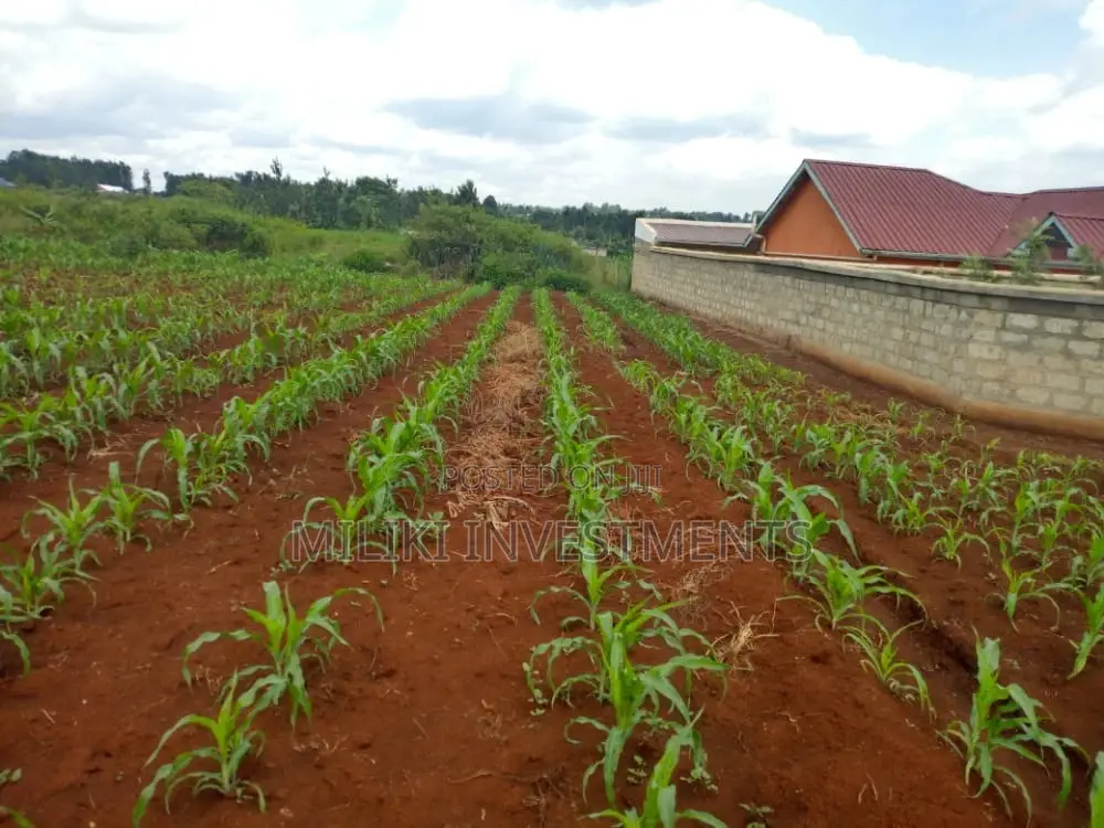 1/4 Acre of Land at Mbombo(Maragua)