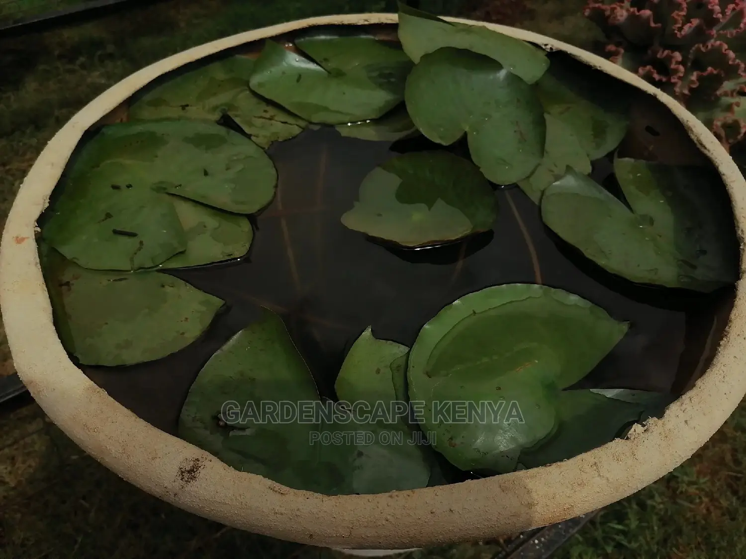 Water Lily Plants for Fish Ponds Water Falls