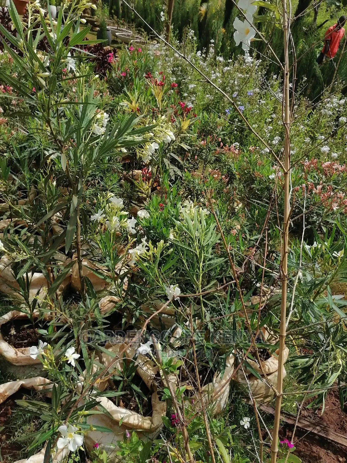 Nerium Oleander Plants