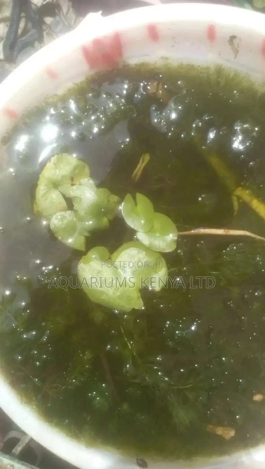 Young Water Lilly's , Live Plants