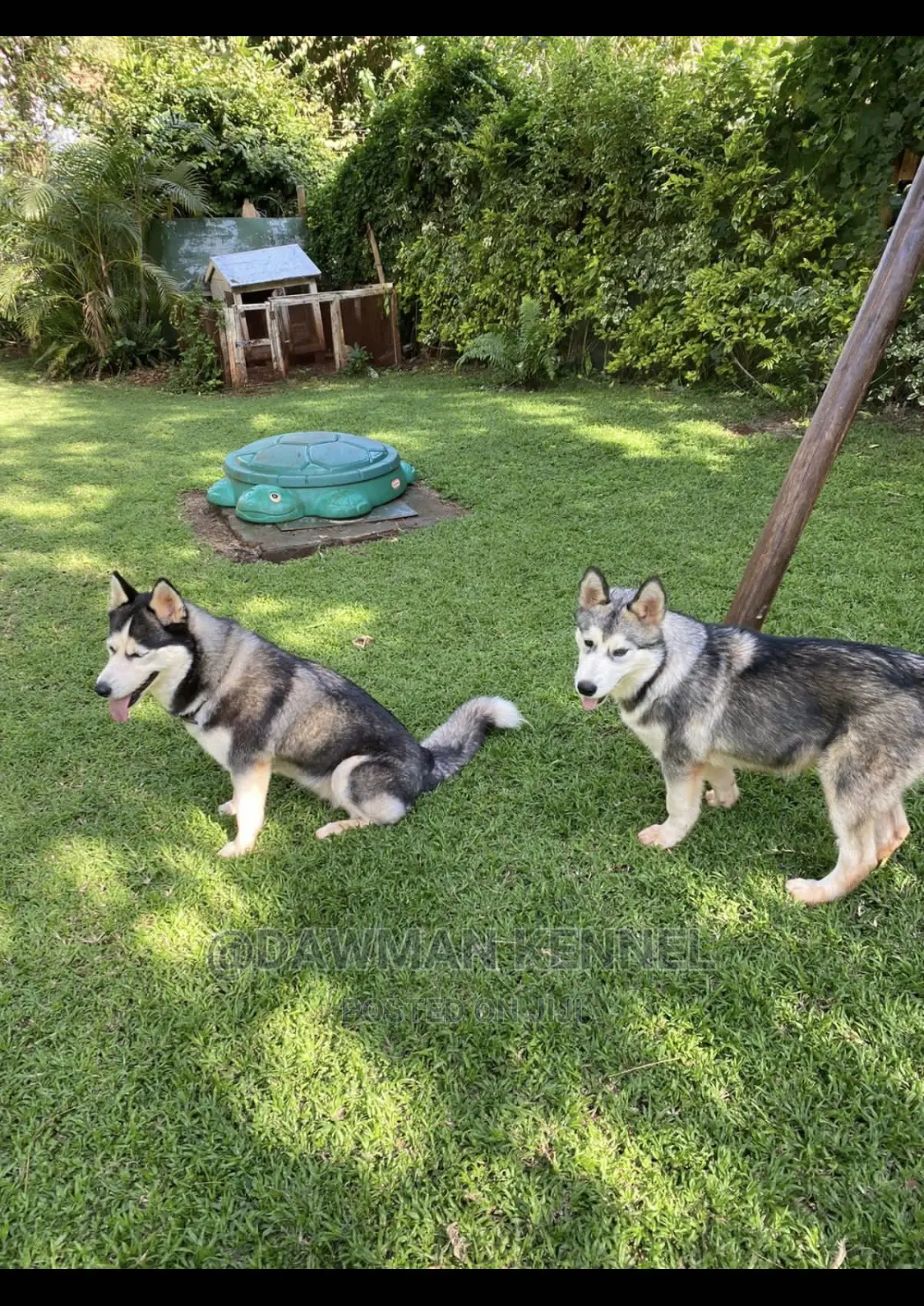 3-6 Month Male Purebred Siberian Husky