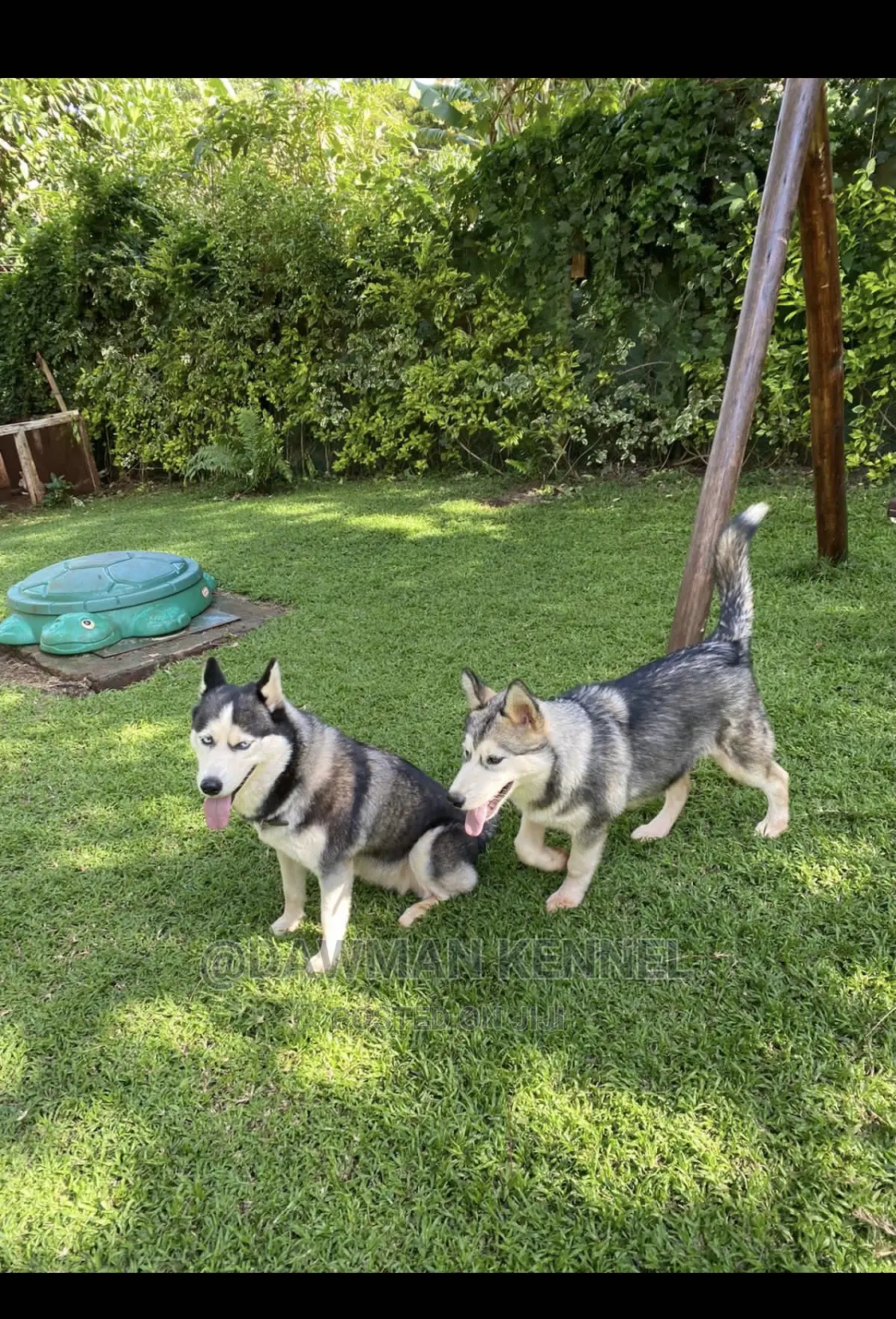 3-6 Month Male Purebred Siberian Husky