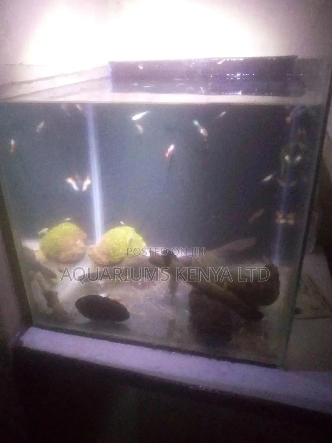 Complete Fish Aquarium