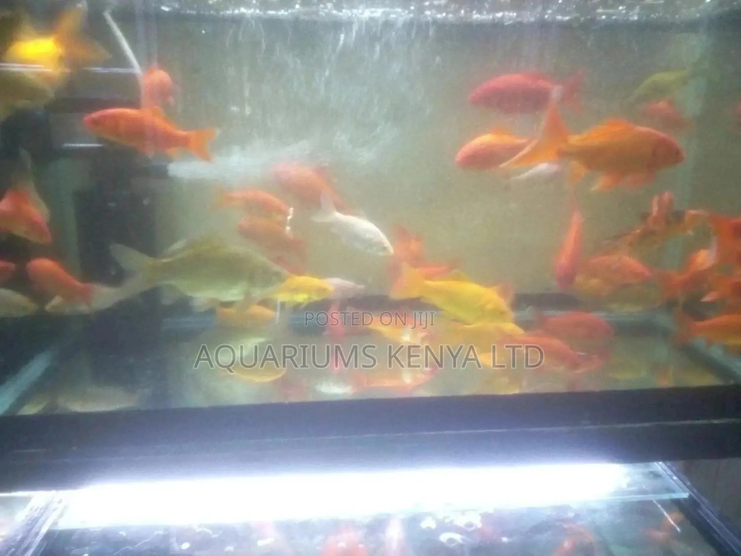 Goldfish, Aquarium Fish