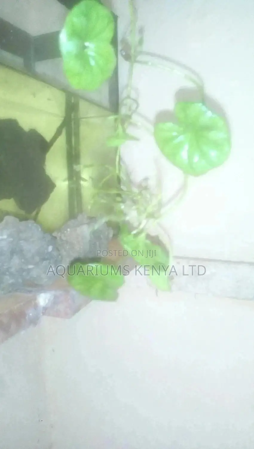 Dollar Plant , Aquatic Live Plant
