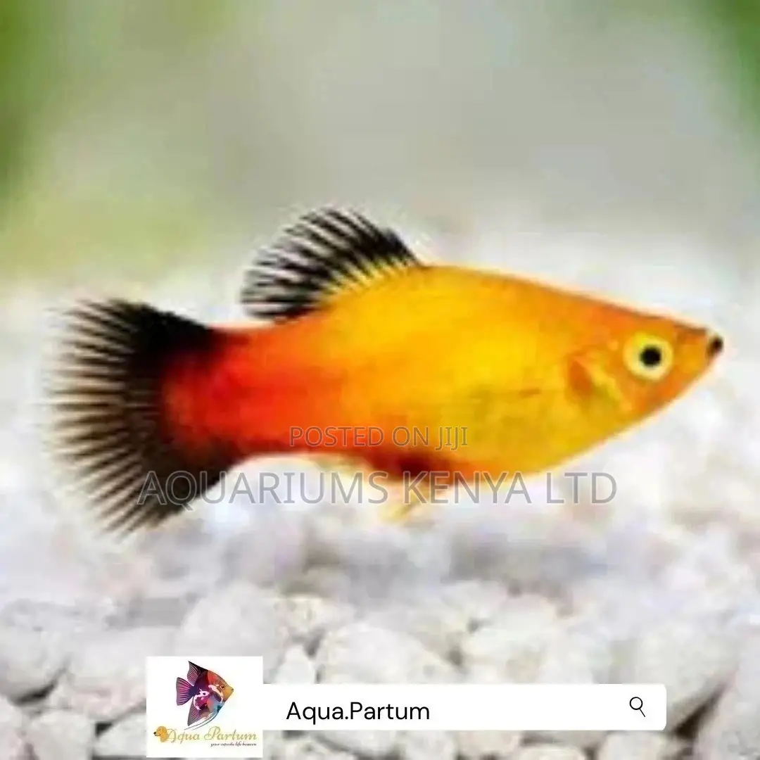 Black Fun Platy, Aquarium Fish