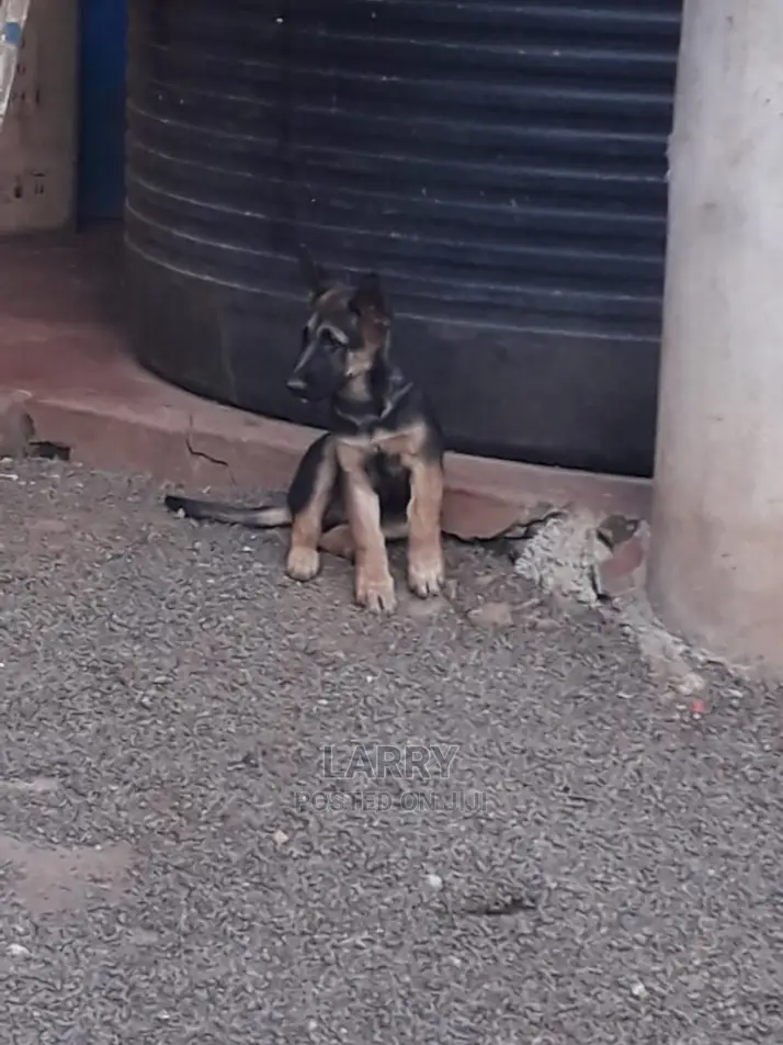 1-3 month Female Purebred German Shepherd