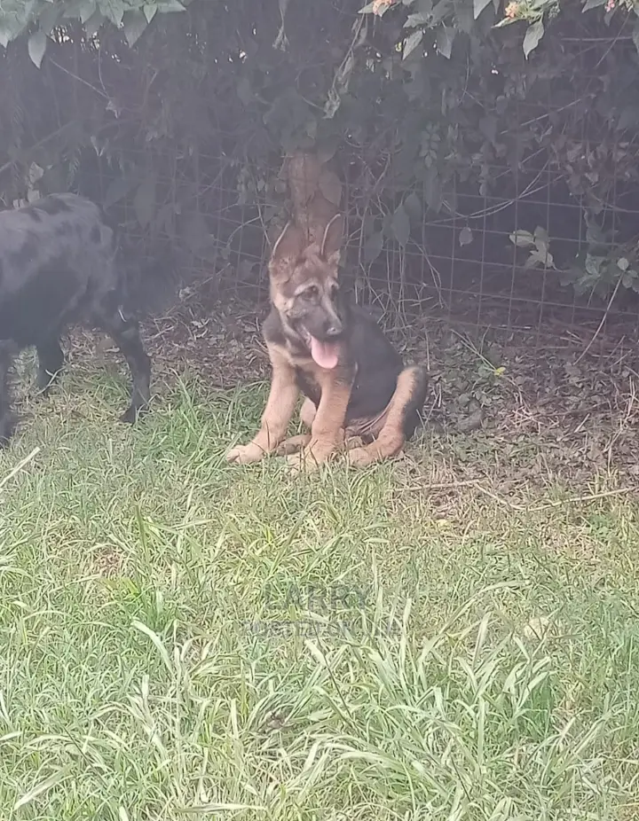 1-3 month Female Purebred German Shepherd