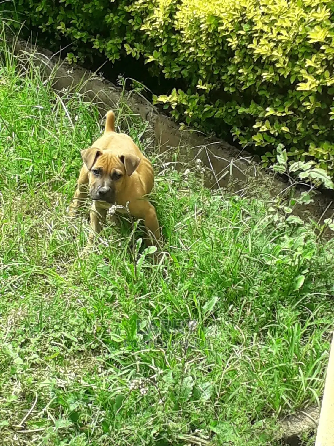 1-3 month Male Purebred Boerboel